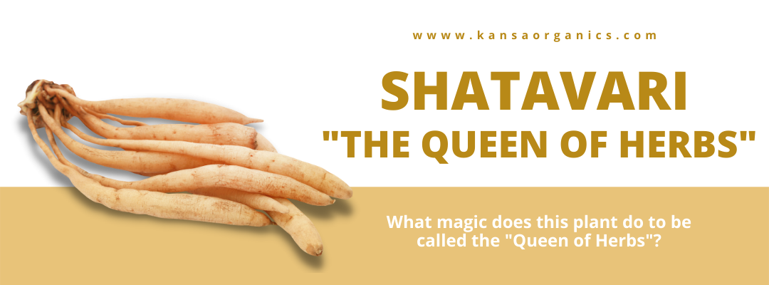 Why is Shatavari called the "Queen of Herbs"?
